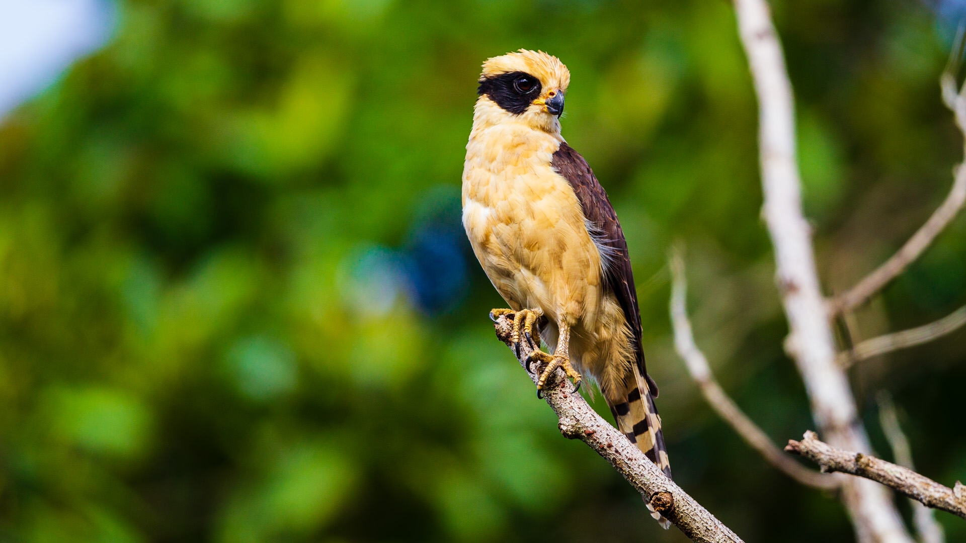 Laughing Falcon (Herpetotheres cachinnans)